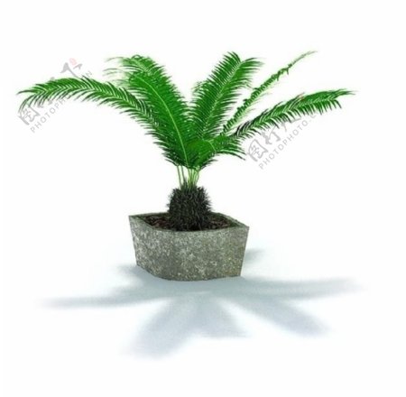 盆栽植物模型图片