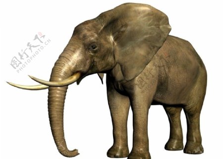大象3d模型图片