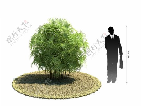 3D绿色植物模型图片