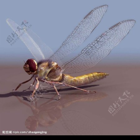3D蜻蜓模型图片