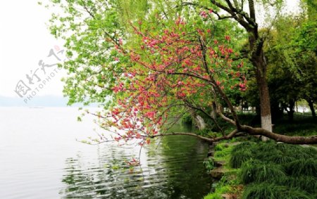 湖边桃花图片