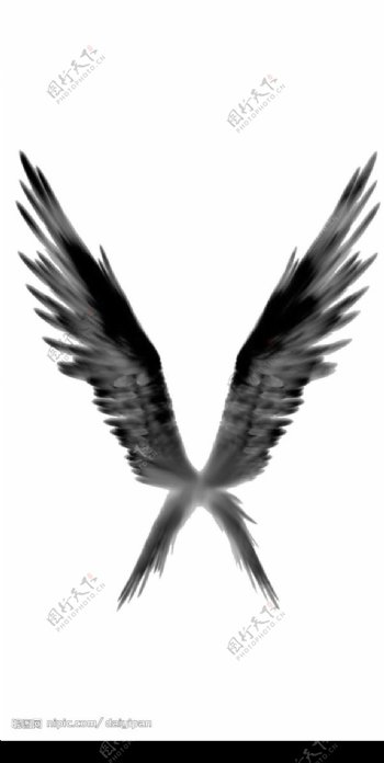 翅膀2图片