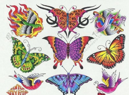 纹身蝴蝶图片