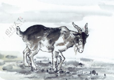 黑白十二生肖国画手绘羊图片
