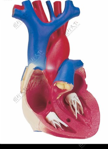 心脏医疗模型图片