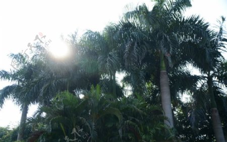 椰子树的光图片