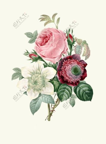 欧式手绘玫瑰花图片