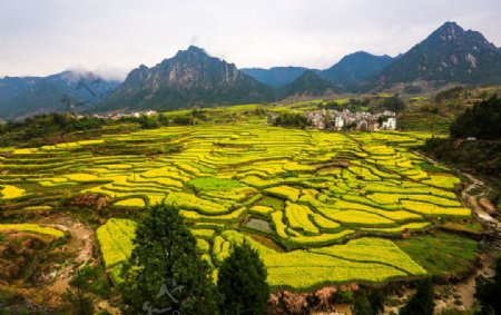 家朋油菜花图片