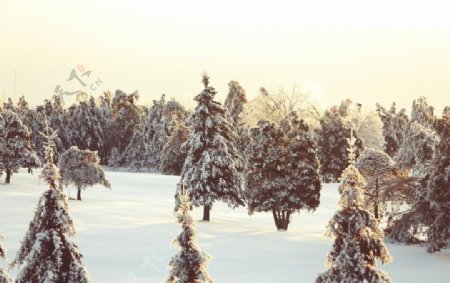 魁北克松林雪景图片