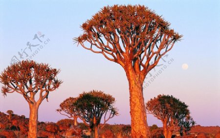 沙漠大树图片