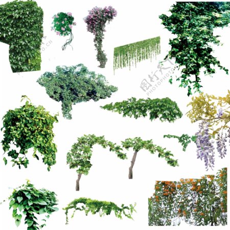 各类藤本植物图片
