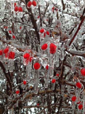 结冰的莓果图片