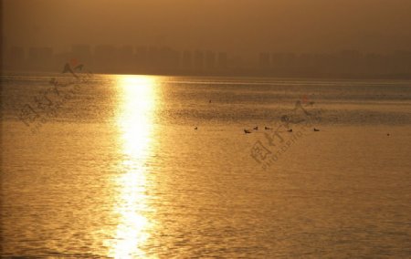 夕阳下的深圳湾海面图片
