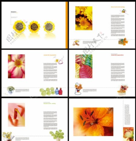 花蕾花类画册鲜花图片