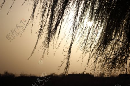 夕阳柳树图片