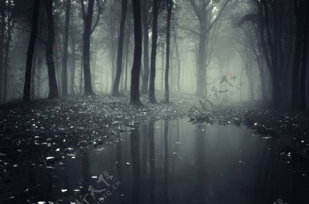 朦胧中的森林图片