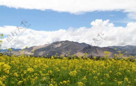 高原油菜花开图片