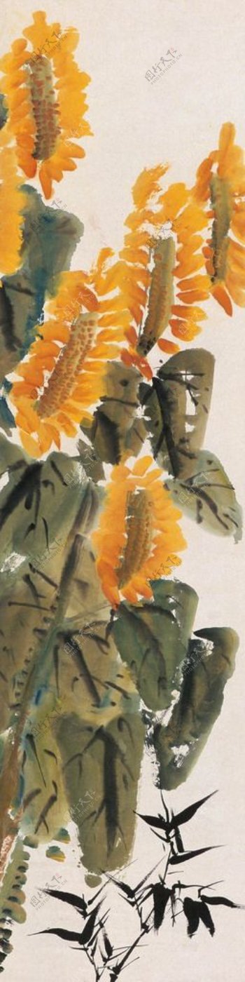 葵花朵朵向太阳图片