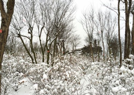 雪景紫薇树图片
