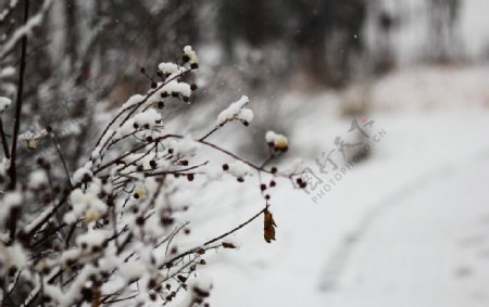 雪景图片