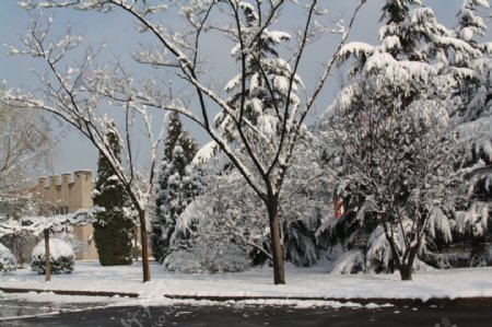 春雪图片