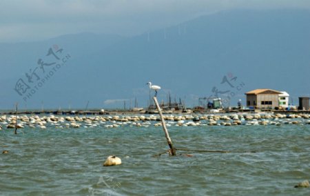 饶平讯洲岛图片