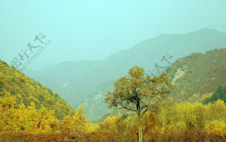松山秋景图片