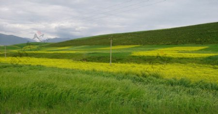 绿草黄花风景图片