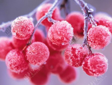 冬天的果实图片