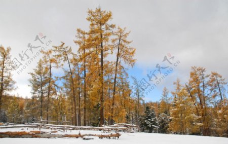 金色森林白雪图片