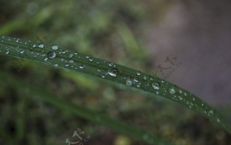 雨后的绿叶图片