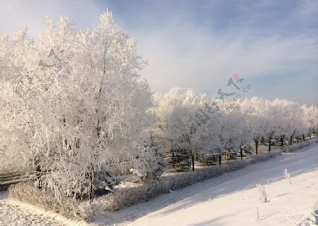 吉林雪景雾凇图片