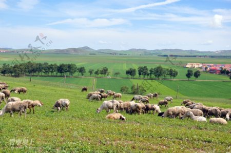 新疆牧场图片