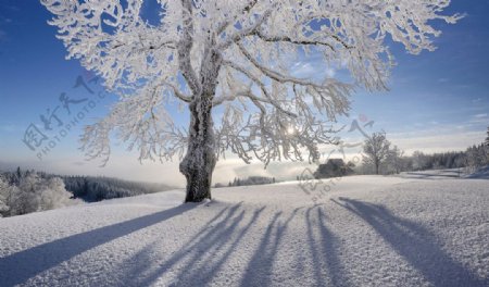 雪景图片