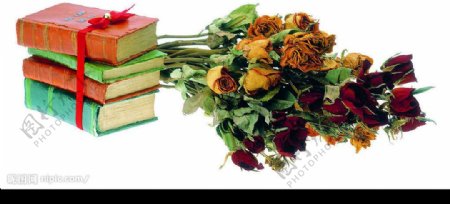 书枯萎玫瑰图片