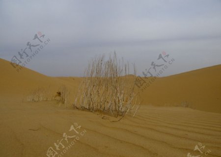 沙漠中的枯枝图片