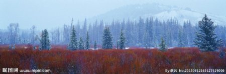 雪山树林美丽风光风景图片