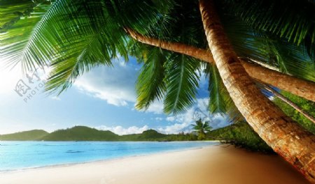 椰树海边图片