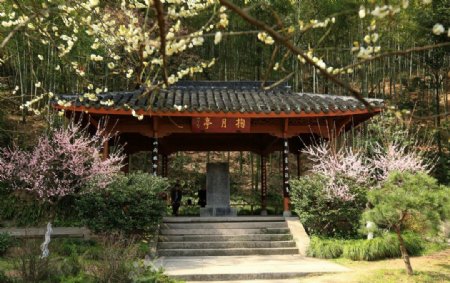 杭州植物园图片