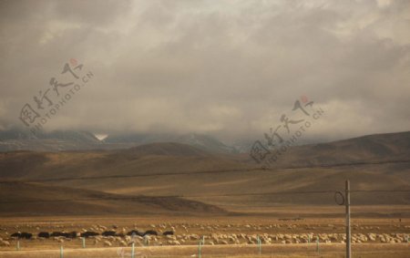 高原牛羊群图片