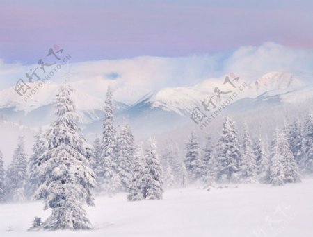 雪松雪山美景图片