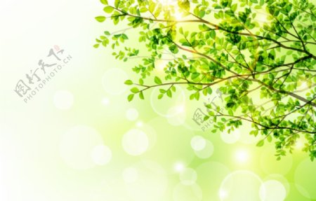 春季树木与阳光矢量图图片