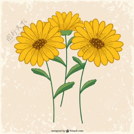 美丽黄色雏菊矢量素材图片