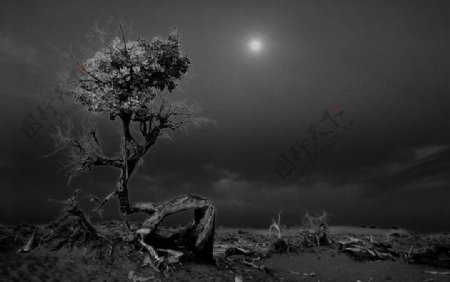 怪树林月夜图片