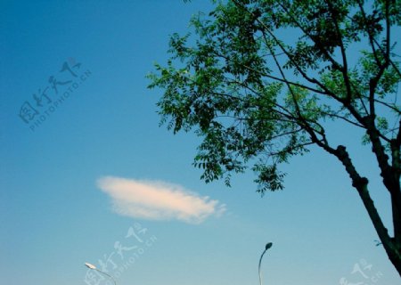 蓝天树影图片