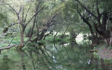 小溪边清幽的树丛图片