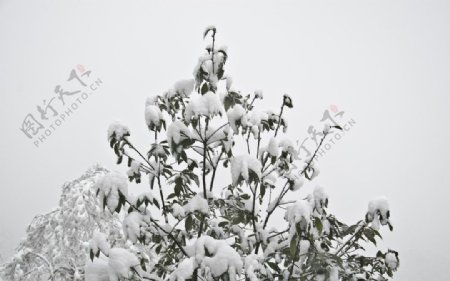 雪景图片