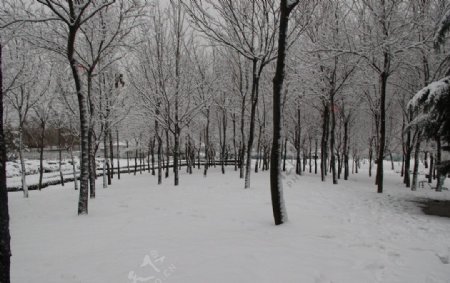 青岛树林雪景图片