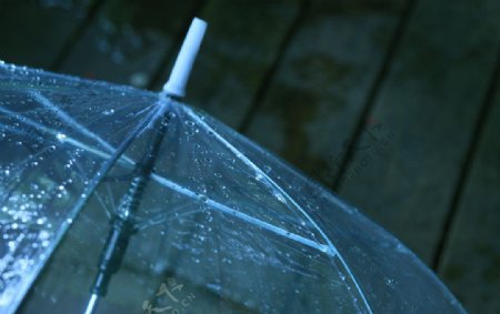 伞雨珠图片