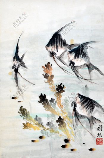 神仙鱼图片